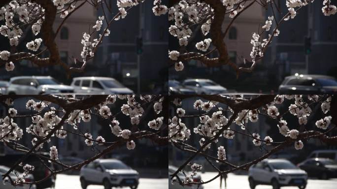 原创4k视频素材春意盎然鲜花盛开