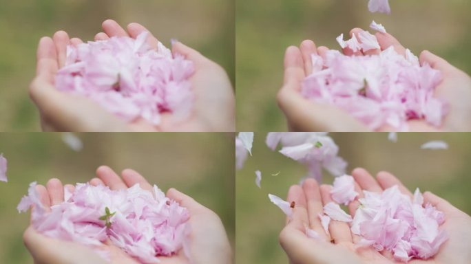 手捧花瓣吹花朵