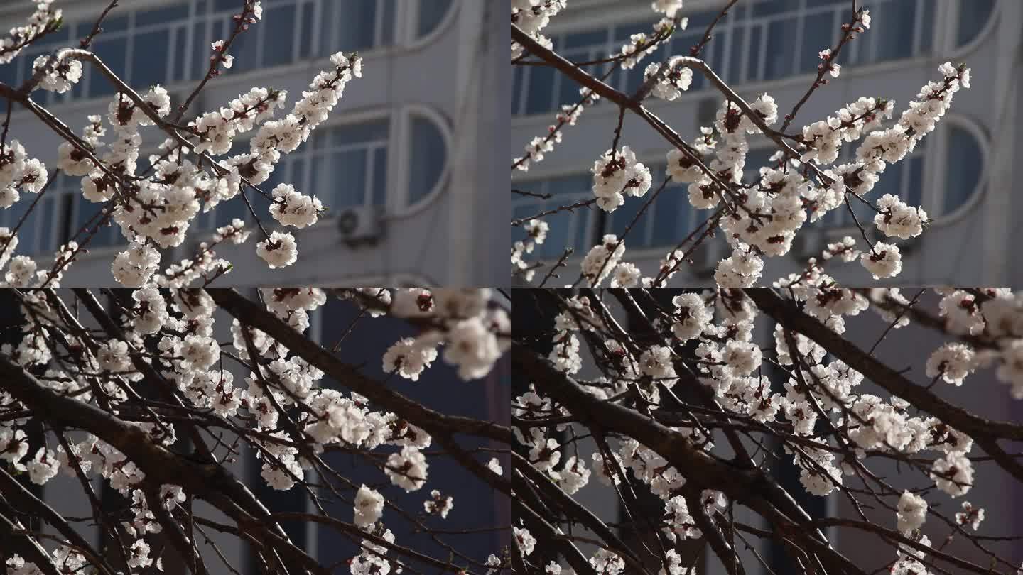 原创4k视频素材春意盎然鲜花盛开