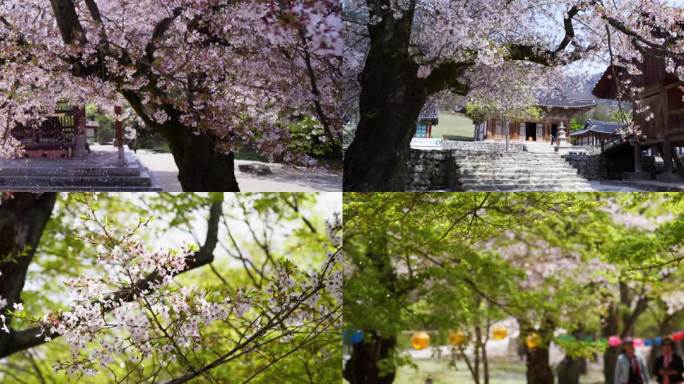 【8K】樱花雨浪漫樱花飘落樱花大道赏樱花