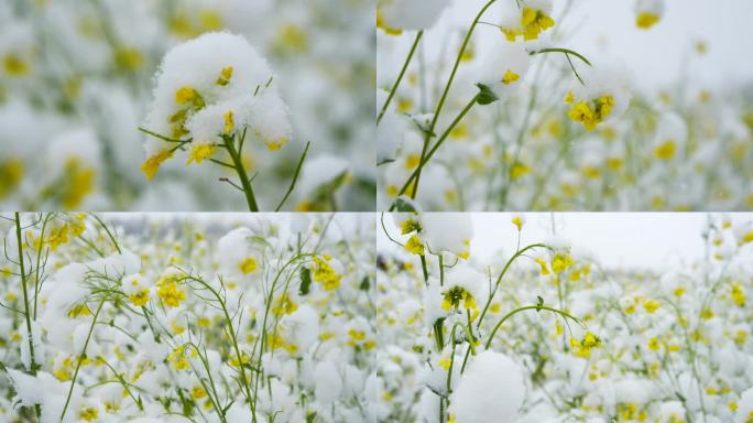 积雪覆盖的 油菜花