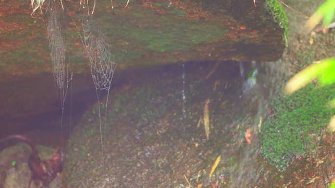 岩缝中的蜘蛛网