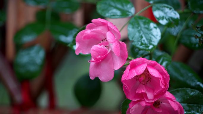 4K雨中盛开的月季花（芙蓉花）