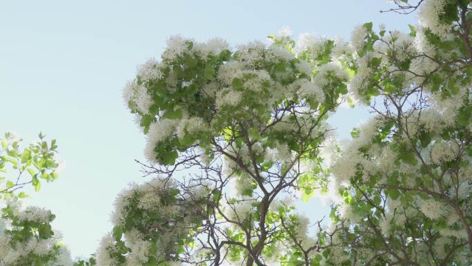 初夏小清新阳光白色流苏花映衬蓝色天空