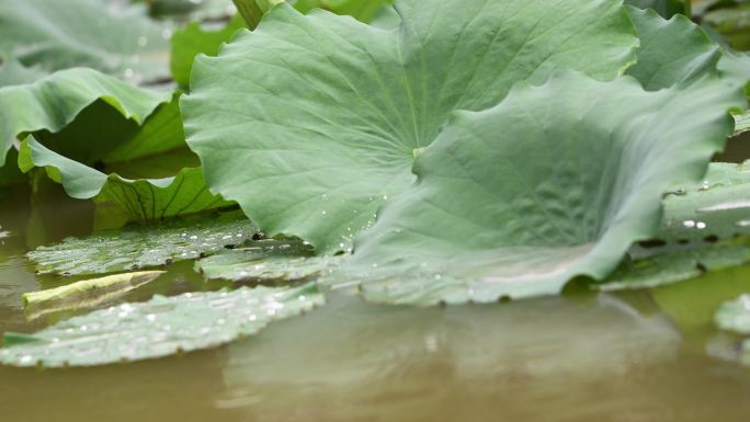 雨滴落在的荷塘里