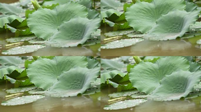 雨滴落在的荷塘里