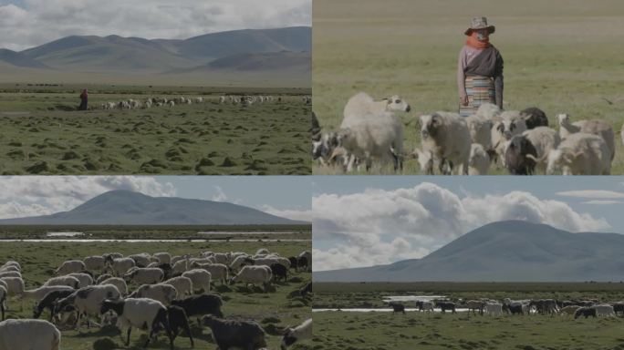 草原上藏民放牧羊群