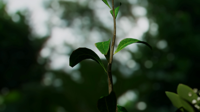 种子发芽小树树苗树生长过程长成大树森林