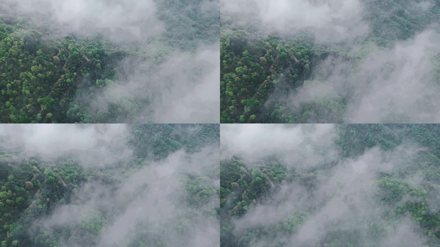 森林公园云雾