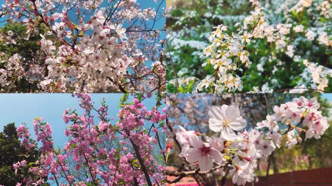 花开 春天 花瓣 阳光 海棠花
