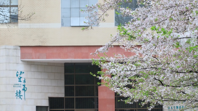 春天大学校园樱花南京林业大学樱花盛开赏樱
