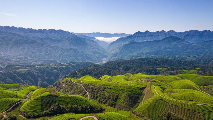 8K有机生态茶园茶山山峰航拍移动延时