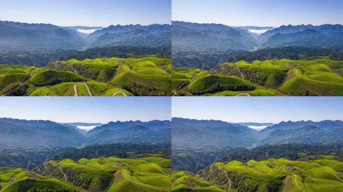 8K有机生态茶园茶山山峰航拍移动延时