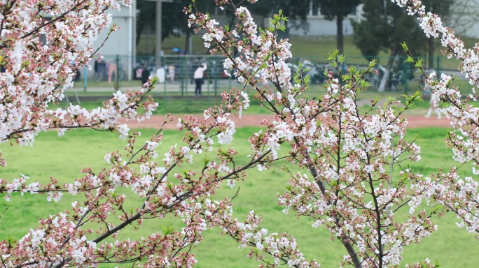 春天大学校园球场操场樱花