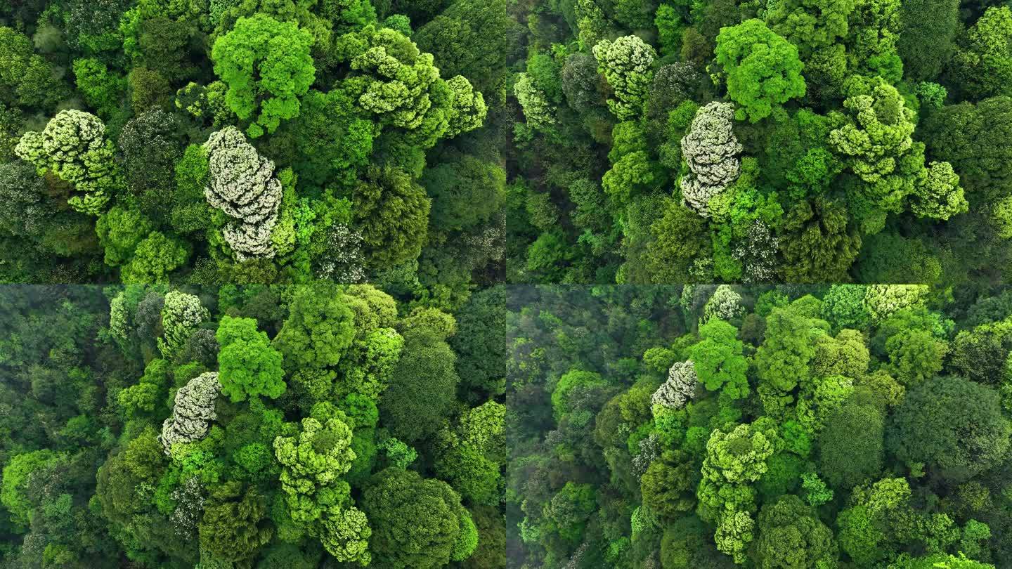森林覆盖率