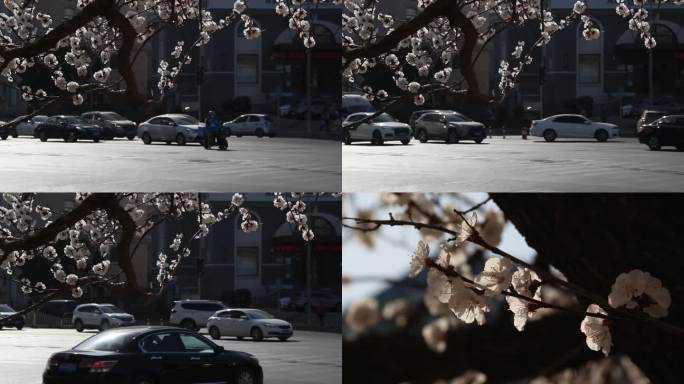 原创4k视频素材春意盎然鲜花盛开