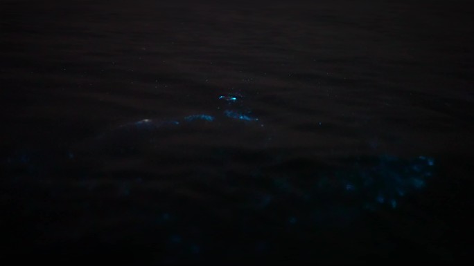 荧光海 海浪 礁石 夜光藻