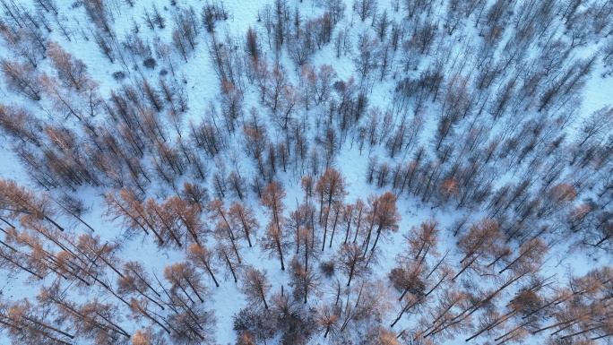 落日余晖染黄雪野树林