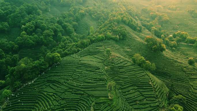 茶园航拍 茶山航拍 龙井山 茶农采茶