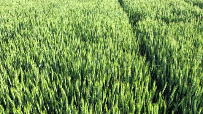 航拍麦田 农作物 田野 小麦种植