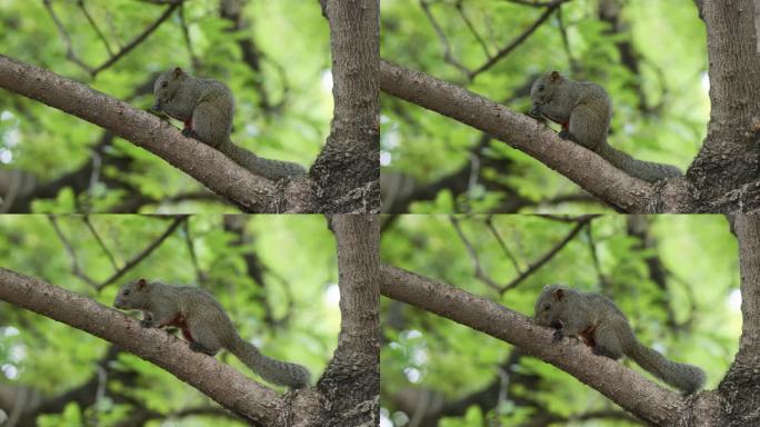 树枝上吃坚果的松鼠