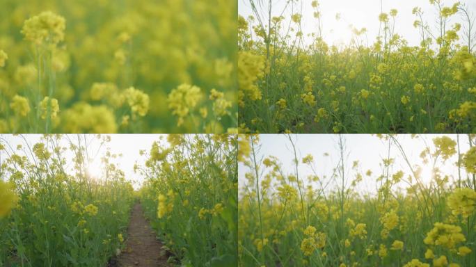 逆光下唯美油菜花田