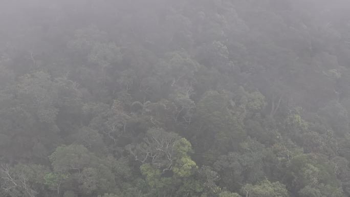 4K-Log-航拍热带雨林，五指山