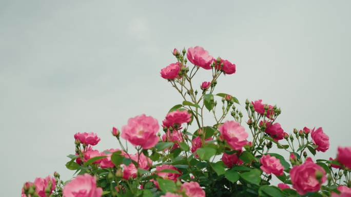 武汉东湖绿道白马景区桃花岛月季花地拍2