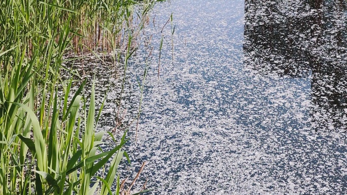 池塘 河水 柳絮芦苇草背景