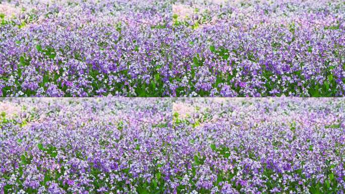 春天盛开的紫色二月兰花朵花丛花海