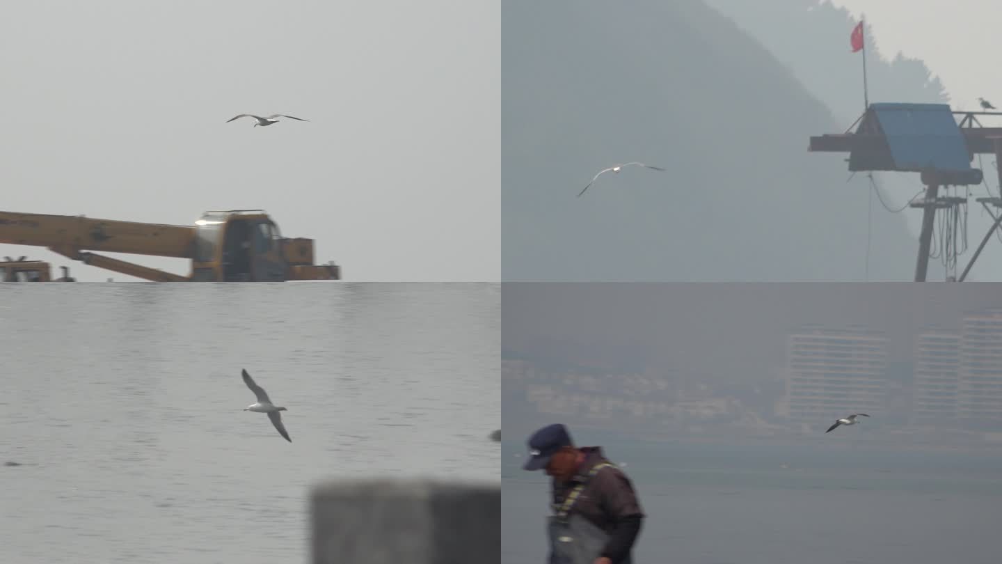 升格拍摄海鸥海面上飞翔的海鸥