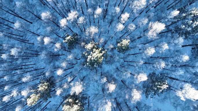 森林俯拍雪松冬景