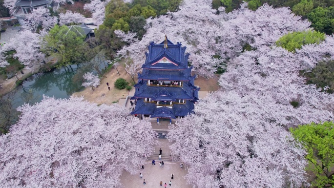 无锡鼋头渚春天樱花季航拍自然风光