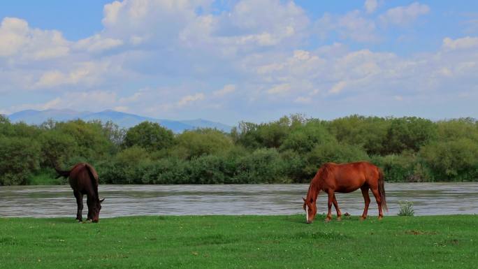 新疆草原河边马匹牛食草饮水合集