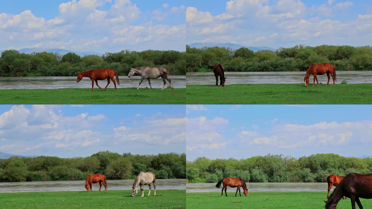 新疆草原河边马匹牛食草饮水合集