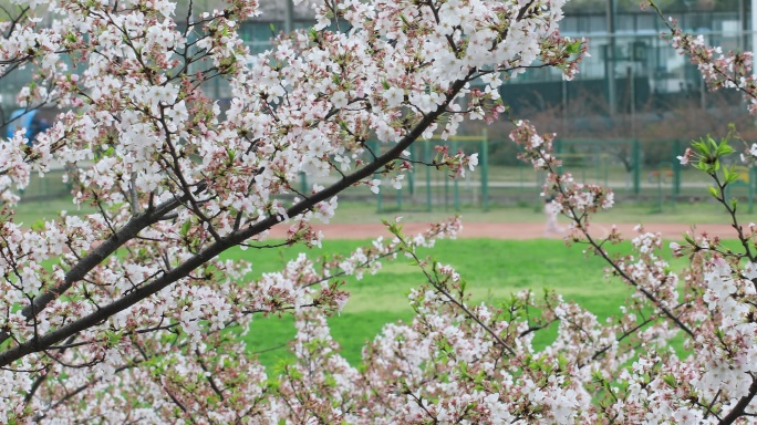 春天大学校园球场操场樱花