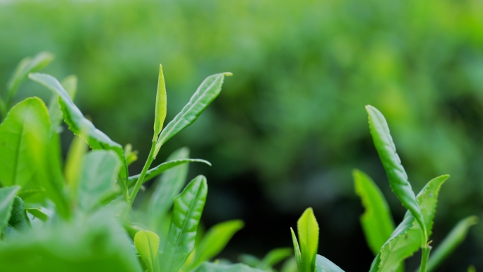 春天的茶山茶园风景