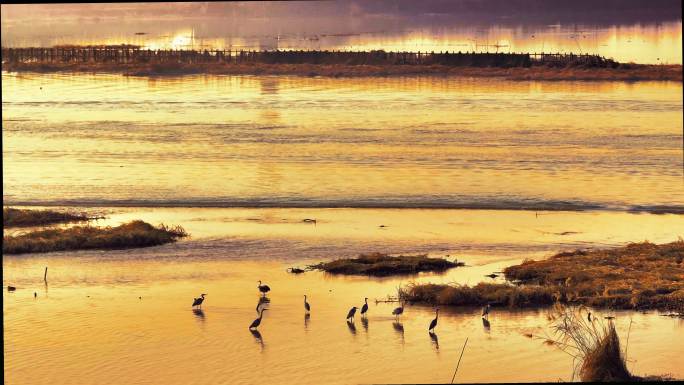 江南候鸟湖泊橙色蓝色生态黑冠白颈鹭湿地