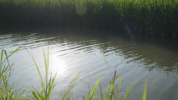 春天夏天春末夏初晚春大自然农村风景