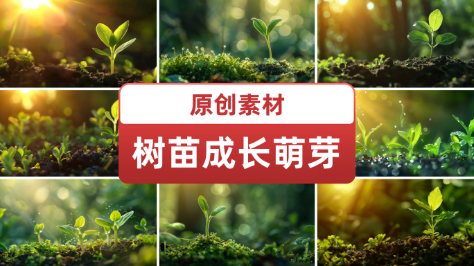 种子发芽生长 在风雨中成长企业形象宣传