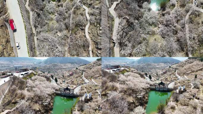 青岛大崂樱桃谷3月春暖花开4K航拍视频