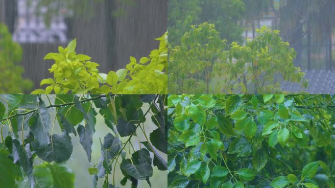 城市下暴雨下雨天雨水雨滴植物树叶子树木雨