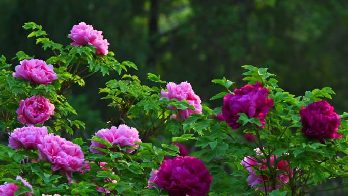 春天早晨阳光下花圃盛开国色天香牡丹花平移