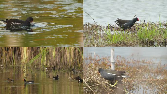 黑水鸡秧鸡沼泽湿地池塘水鸟涉禽