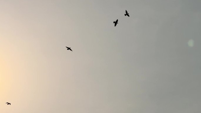 阳光下飞翔的鸽子天空中飞鸟太阳下一群鸟儿