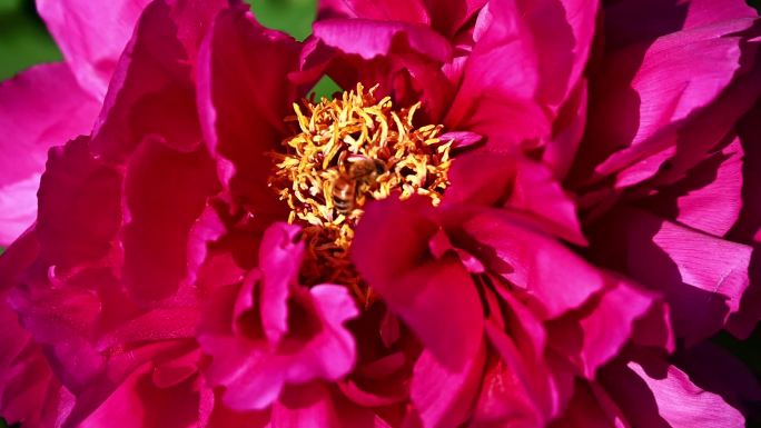 春天盛开的粉红色牡丹花与蜜蜂特写慢镜头