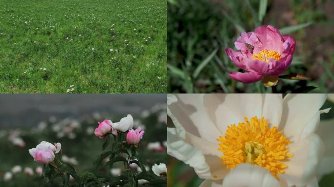 呼伦贝尔野生芍药野生植物野生药材药材