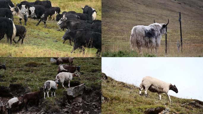 川藏线西藏旅行高山马牛羊记录