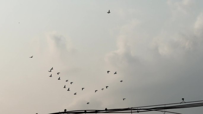 天空鸽子【120帧】蓝天白云一群鸟儿飞过