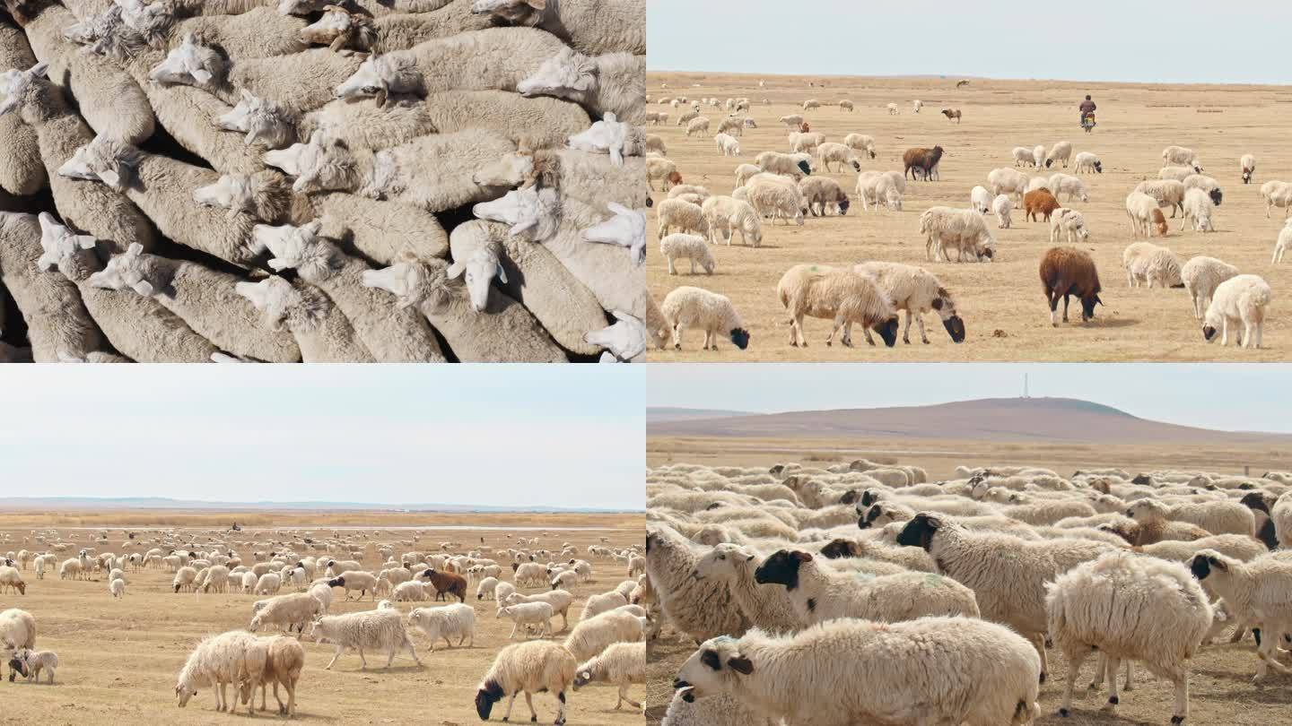 春天草原上的羊羔羊群小羊吃奶羊圈